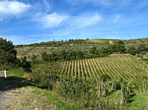 Chianti from Tuscany Pictures Chianti from Tuscany Pictures