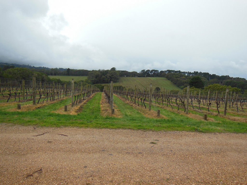 Vineyards Mornington Peninsula